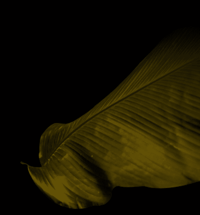 bg-image